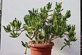 Crassula ovata 'Monstruosa' во Ботаничката градина на ПМФ во Скопје