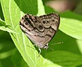 Ventral view