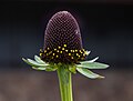 Thumbnail for File:Rudbeckia occidentalis on Aspen Mountain (91134).jpg