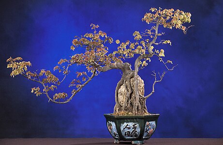 Acer buergerianum (Trident Maple), Bonsai