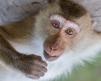 Macaca fascicularis (crab-eating macaque) holding a plant stem and looking at viewer in Laos