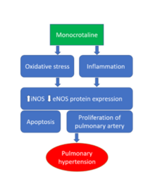 Monocrotaline: mechanism of action.