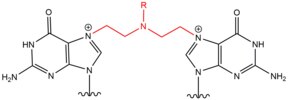 Structure of DNA crosslink induced by Nitrogen Mustard.