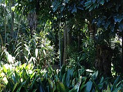 Tumbuh-tumbuhan yang biasa di Palm Grove Centre