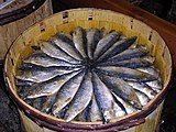 Cornish pilchards salted and packed in crates for shipping to Italy