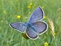 Polyommatus semiargus