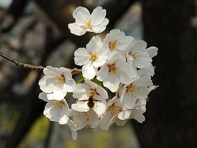 Prunus serrulata