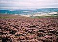 Blühende Besenheide am Dunkery Beacon