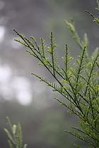 Foliage, Mendocino