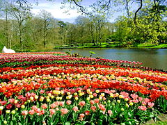 Tulpenbeet im Keukenhof, Niederlande