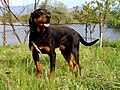 Bulgarian Hound