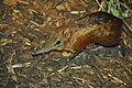 checkered elephant shrew