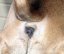 Dog’s anus.jpg