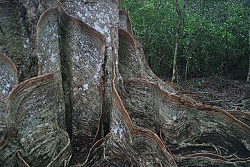 Buttress roots