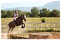 Poney français de selle sur un cross.