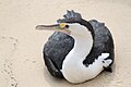 Pied cormorant resting on sand