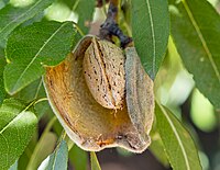 Photo d'une amande dans l'arbre, le mésocarpe asséché s’ouvre en deux valves.