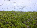 Scaevola taccada (habit with sooty terns). Location: Kure Atoll, inland