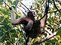 Hoolock gibbon