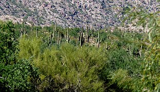 Pădure mixtă, de cactuși și de arbori tipici de deșert