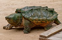 Alligator snapping turtle with carpet of algae