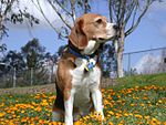 Beagle