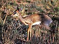 Günther's dik-dik