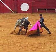 Pase de verónica amb una cama doblegada