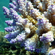 Acropora valida