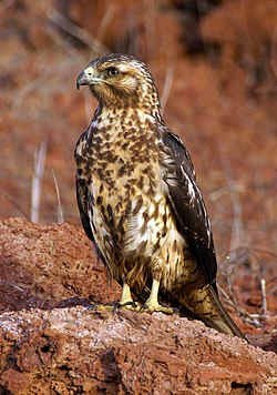 Buteo galapagoensis perched.jpg