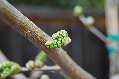 Clusters (inflorescences) of unopened male flower buds