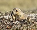 Thumbnail for File:Prairie dog Theodore Roosevelt NP ND1.jpg