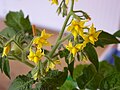 Tomato flowers