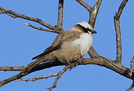 Eurocephalus anguitimens