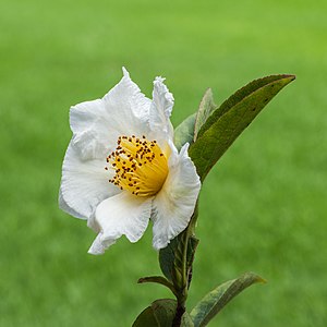 Stewartia rostrata. 21-06-2019. (d.j.b). 02