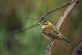 La boscarla dels joncs (Acrocephalus schoenobaenus)