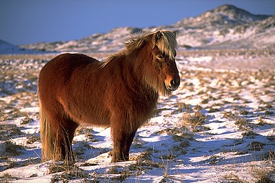 Icelandic horse in winter