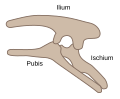 Ornithischian pelvic structure (left side)