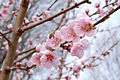 Bee tending peach blossoms