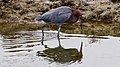 Reddish Egret (Bolsa Chica Wetlands - Huntington Beach, CA)