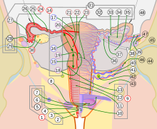 A schematic of the female reproductive system with a frontal view