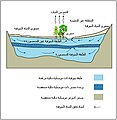 العربية