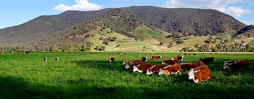 Hereford cows in a green field