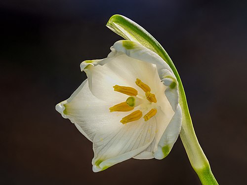 Leucojum vernum by Ermell