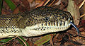 Image 13 Forked tongue Photo credit: LiquidGhoul The head of a Coastal Carpet Python, the largest subspecies of Morelia spilota, a non-venomous Australian python, showing its forked tongue, a feature common to many reptiles, who smell using the tip of their tongue. Having a forked tongue allows them to tell which direction a smell is coming from. More selected pictures