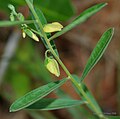 Polygala elongata das Polygalaceae