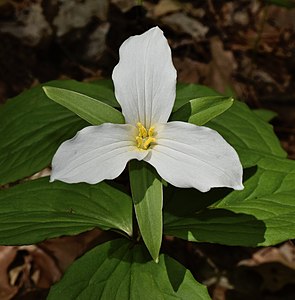 Trillium grandiflorum at Backus Woods