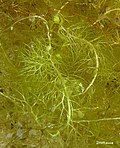 Thumbnail for Utricularia vulgaris