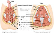 Scientific illustrations of pelvic floor muscles showing urethra and nearby muscles in both males and females