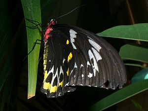 Butterfly Conservatory